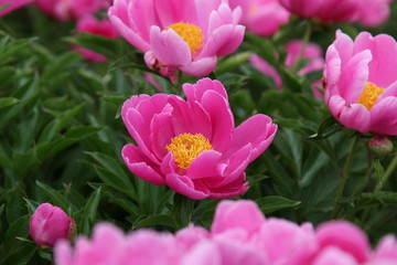 花海 芍药 红芍药花 蓓蕾 药