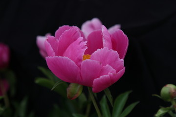 花海 芍药 红芍药花 蓓蕾 药