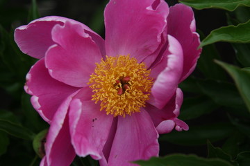 花海 芍药 红芍药花 蓓蕾 药