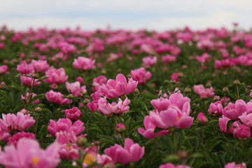 花海 芍药 红芍药花 蓓蕾 药