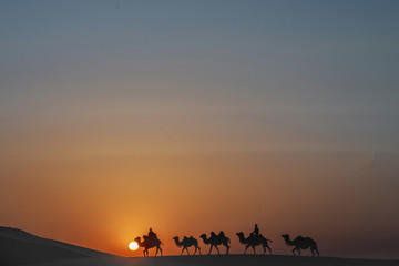 沙漠 日出 骆驼
