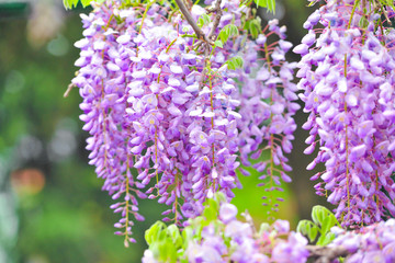 园林紫藤花