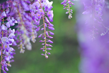 花背景