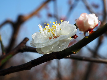 梅花