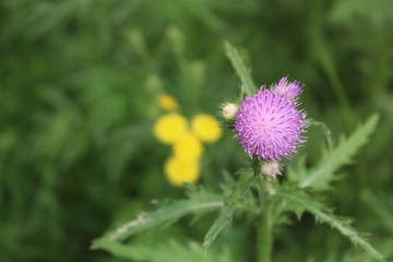 刺儿菜