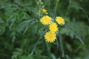 野花