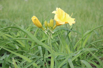 野百合花