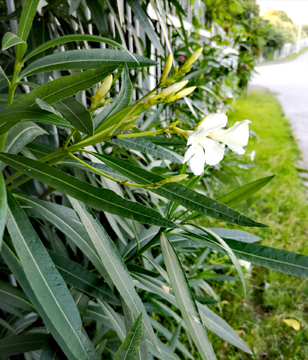 白色小花