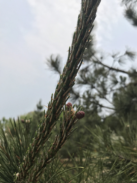 水草茂盛钓鱼