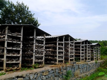 带料香菇培育基地