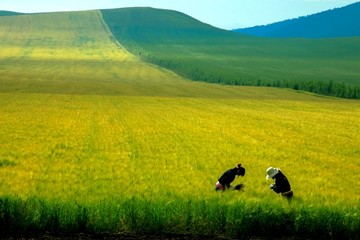 山坡上的麦田