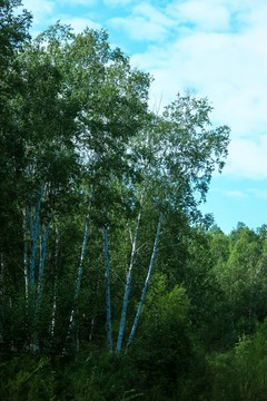 夏季白桦树