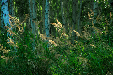 野草白桦树