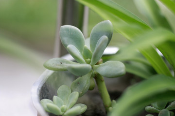 宝石花 多肉植物