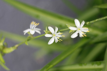 吊兰 开花