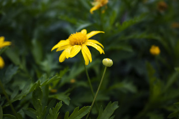 黄金菊花蕊特写