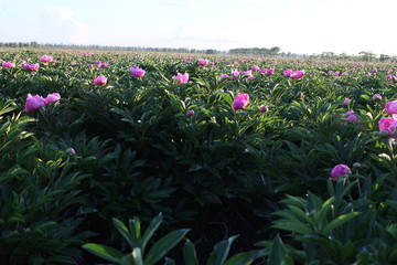 花海 芍药 红芍药花 蓓蕾 药