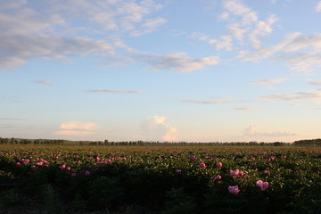 花海 芍药 红芍药花 蓓蕾 药