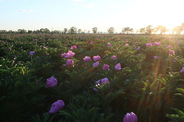 花海 芍药 红芍药花 蓓蕾 药