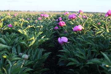 花海 芍药 红芍药花 蓓蕾 药