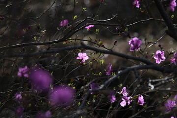 达子香 兴安杜鹃 迎山红 野花