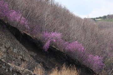 达子香 兴安杜鹃 迎山红 野花