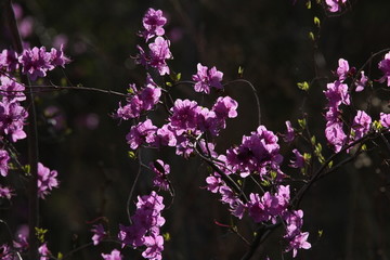 达子香 兴安杜鹃 迎山红 野花