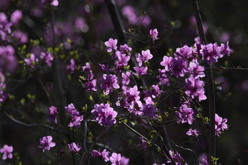 达子香 兴安杜鹃 迎山红 野花