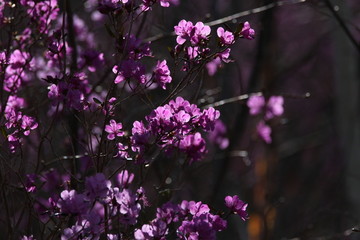 达子香 兴安杜鹃 迎山红 野花