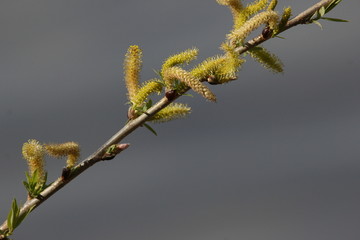 树芽 柳芽 柳枝 树枝 枝条