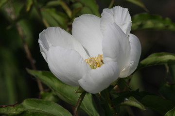 花海 芍药 红芍药花 蓓蕾 药