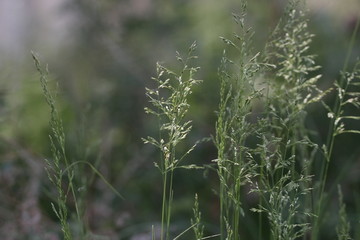 花草 野生 草 野草 野花