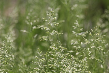 花草 野生 草 野草 野花