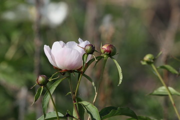 花海 芍药 红芍药花 蓓蕾 药