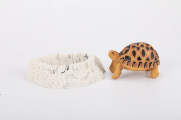 宠物乌龟模型