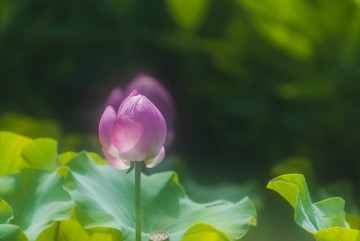 荷花 芙蓉仙子