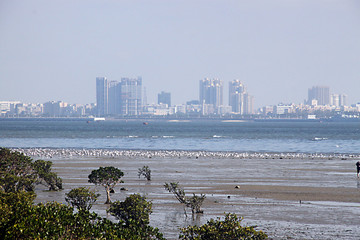 海边红嘴鸥