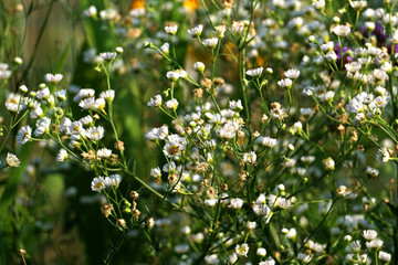 野白菊花