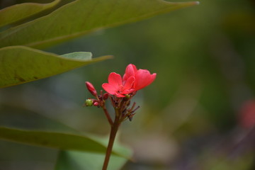 小红花