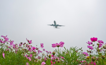 四川双流区空港花田