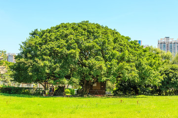 绿树林