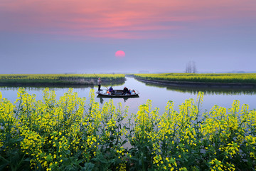 油菜花