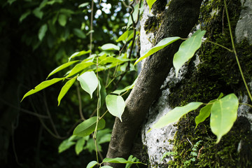 石头上的青苔藤蔓