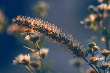 狗尾巴草