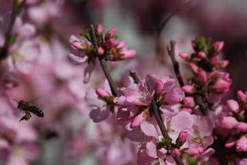 桃花 小桃红 蜜蜂 采蜜 粉花