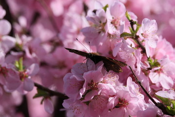 桃花 小桃红 蜜蜂 采蜜 粉花