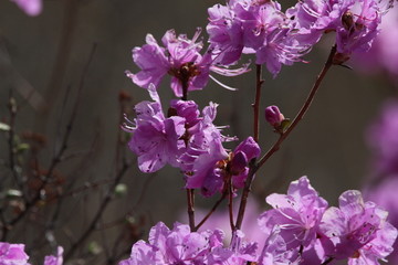 达子香 兴安杜鹃 迎山红 野花