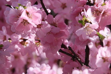 桃花 小桃红 蜜蜂 采蜜 粉花