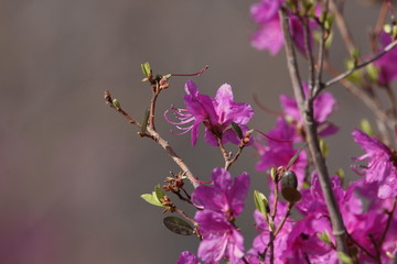 达子香 兴安杜鹃 迎山红 野花