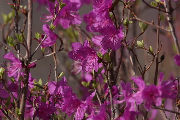 达子香 兴安杜鹃 迎山红 野花